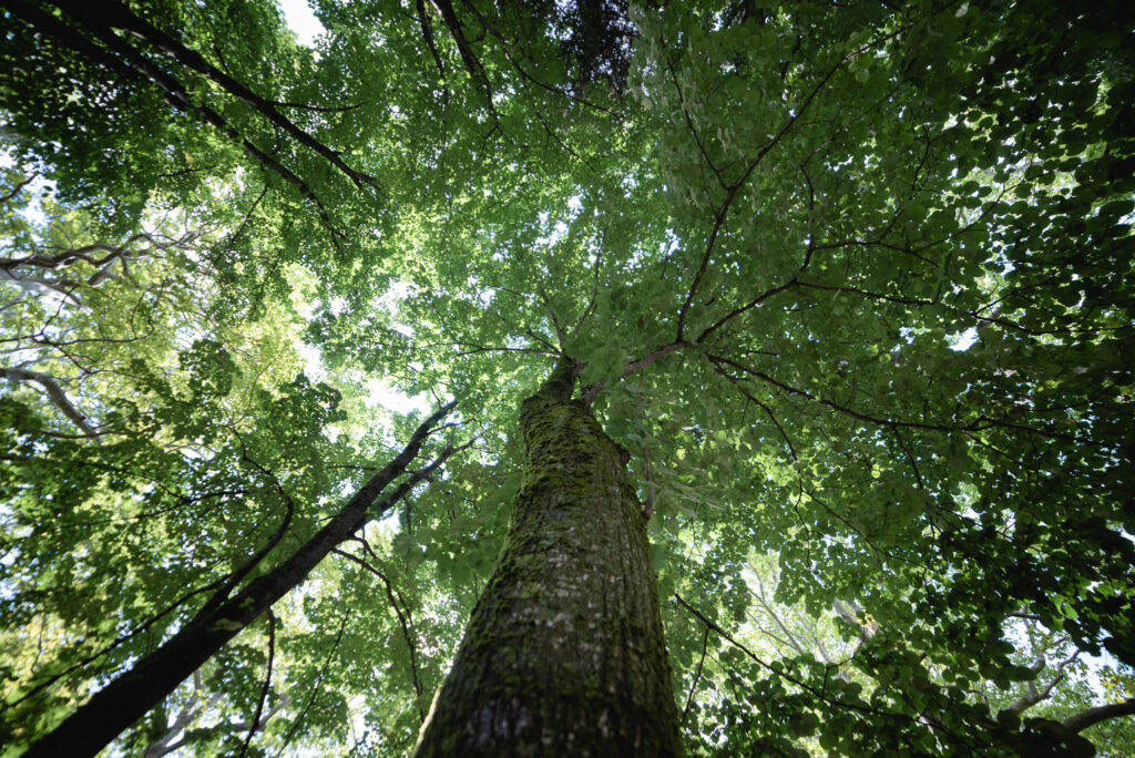 Φωτογράφιση Βάπτισης στον άγιο Νικόλαο Νάουσας-Φωτογράφος για Βάπτιση Νάουσα