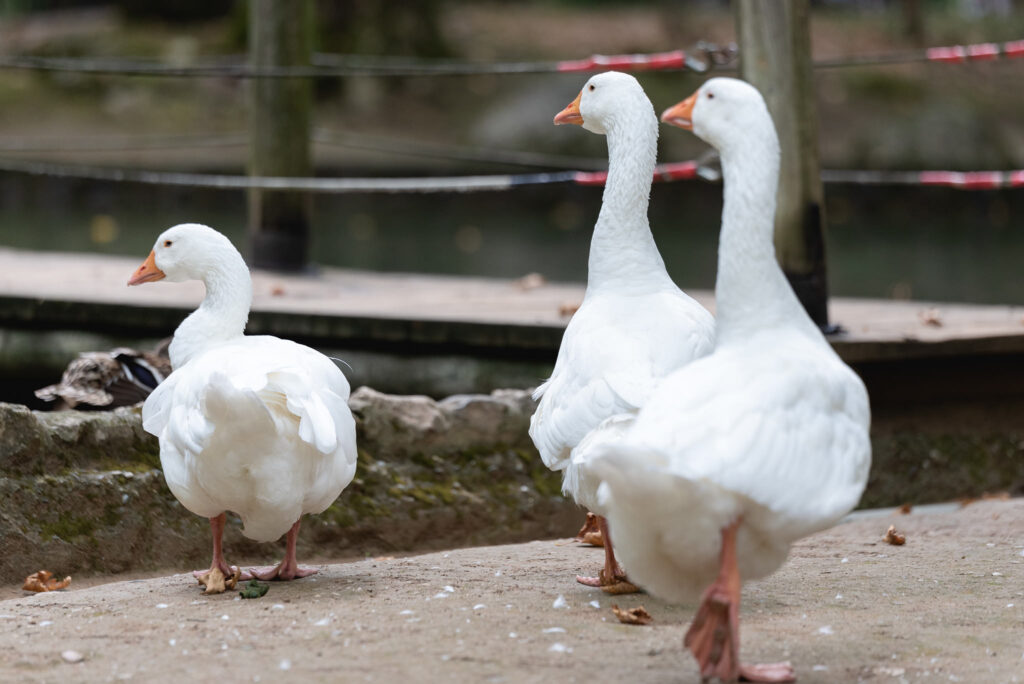 Φωτογράφιση Βάπτισης στον άγιο Νικόλαο Νάουσας-Φωτογράφος για Βάπτιση Νάουσα