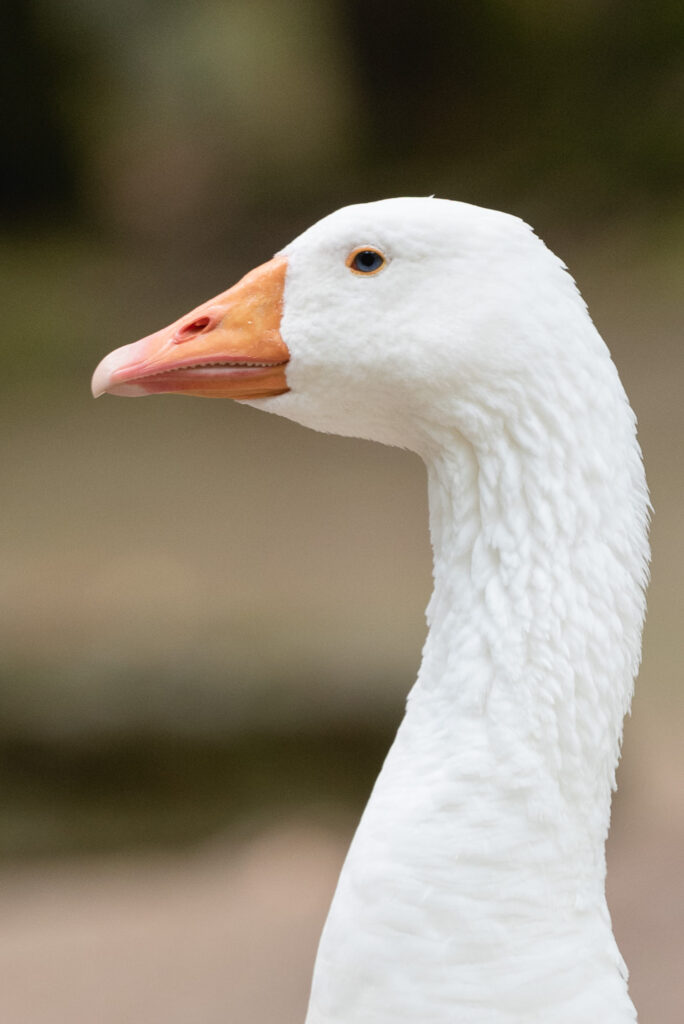 Φωτογράφιση Βάπτισης στον άγιο Νικόλαο Νάουσας-Φωτογράφος για Βάπτιση Νάουσα