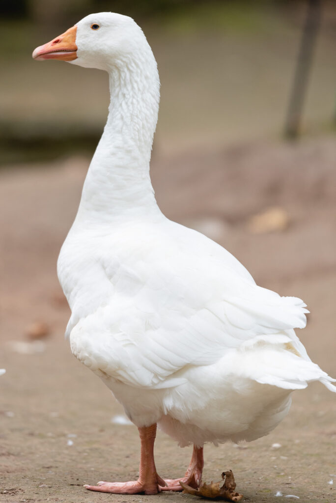 Φωτογράφιση Βάπτισης στον άγιο Νικόλαο Νάουσας-Φωτογράφος για Βάπτιση Νάουσα
